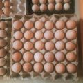 Sabari organic Calcium Brown Poultry Eggs