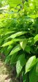 African swethana Mahogany plant