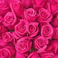 Dark pink Rose