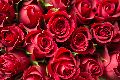 Common Natural Tajmahal Top Secret Red Rose