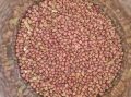 Red Cowpea Seeds