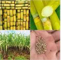 Sugarcane Seeds