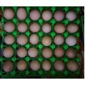 Kadaknath Poultry Eggs