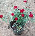 Rose Plant