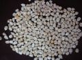 New Crop WHite Maize Seeds