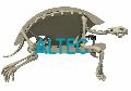 Tortoise Skeleton Model
