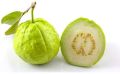 Organic Green Round fresh guava