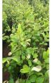 Apple Ber Plant