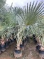 Bismarckia Palm