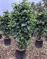 Ficus Black Outdoor Plant