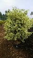 Ficus Starlight Outdoor Plant