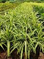 Pandanus Plant