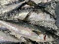 Silver fresh tuna fish