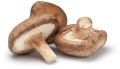 Fresh Shitake Mushroom