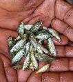common carp fish seed