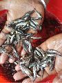 pangas fish seed