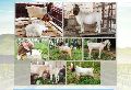 Boer goat for breeding