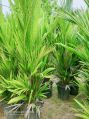 Red palm plant