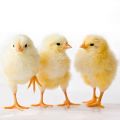 0-250 Gm live poultry farm chicks