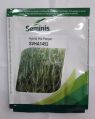 Chilly Seminis SVHA 1452 seeds