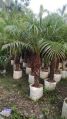 Phonix palm