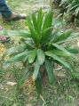 Green Raphis Palm