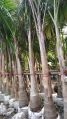 Green Royal Palm plant