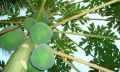 Papaya Fruit Plants