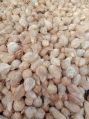 Organic semi husked coconuts suppliers