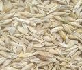 Barley Animal Feed