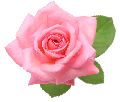 Fresh Pink Rose Flower