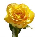 Fresh Yellow Rose Flower