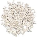 Top Quality White Sunflower Seed