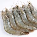 Headless Skinless - frozen vannamei shrimp