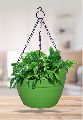 Hanging Clorsica Basket Planter