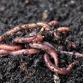 vermiculture earthworm