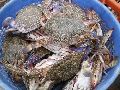 Fresh Crabs