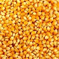 Yellow Common Pranvish maize cattle feed