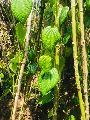 Natural Dark Green betel leaves
