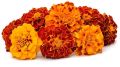 fresh marigold flower