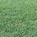 Natural Mexican Lawn Grass