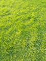 Natural Carpet Lawn Grass