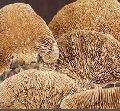 Dried Sponge Mushroom With Stick