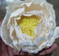 White sola cabbage rose flower