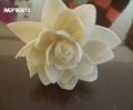 White sola lotus flower