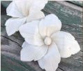 White Plain sola lotus hibiscus flower