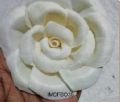 White sola open rose flower