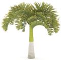 Green Manila Palm Tree