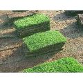 Natural Mexican grass 14 rs square feet