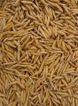 Basmati 1718 Paddy Seeds